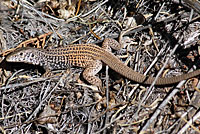 Plateau Tiger Whiptail