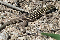 Desert Grassland Whiptail