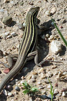 Desert Grassland Whiptail