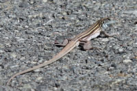 Desert Grassland Whiptail