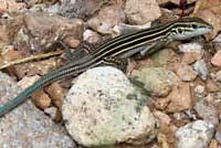 Desert Grassland Whiptail