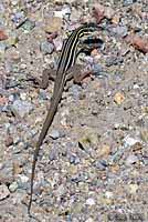 Desert Grassland Whiptail