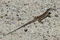 Desert Grassland Whiptail