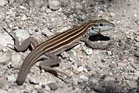 Plateau Striped Whiptail