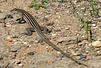 Plateau Striped Whiptail