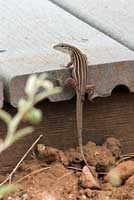 Plateau Striped Whiptail