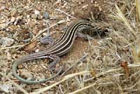 Plateau Striped Whiptail