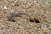 Plateau Striped Whiptail