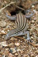 Plateau Striped Whiptail