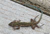 Plateau Striped Whiptail