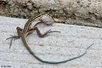 Plateau Striped Whiptail