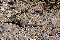 Plateau Striped Whiptail