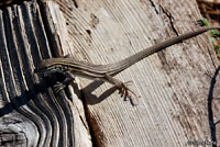 Plateau Striped Whiptail