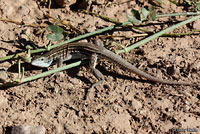 Plateau Striped Whiptail