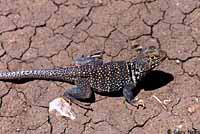 Eastern Collared Lizard