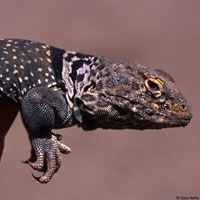 Eastern Collared Lizard