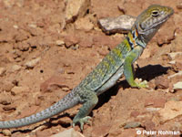 Eastern Collared Lizard