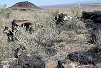 Eastern Collared Lizard habitat