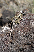 Eastern Collared Lizard