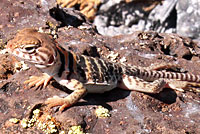 Eastern Collared Lizard