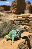 Eastern Collared Lizard