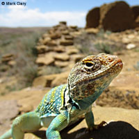 Eastern Collared Lizard