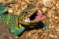 Eastern Collared Lizard