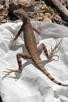 Eastern Zebra-tailed Lizard