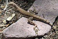 Eastern Zebra-tailed Lizard