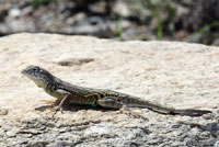 Chihuahuan Greater Earless Lizard