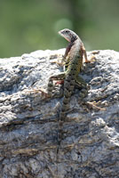 Chihuahuan Greater Earless Lizard