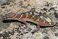 Tucson Banded Gecko