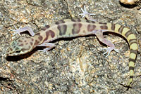 Tucson Banded Gecko