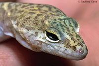 Tucson Banded Gecko