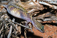 Tucson Banded Gecko