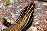 Mountain Skink