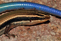 Mountain Skink