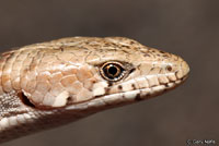 Arizona Alligator Lizard