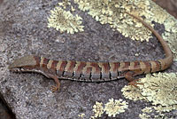 Arizona Alligator Lizard