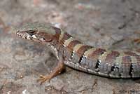 Arizona Alligator Lizard