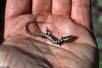 Arizona Alligator Lizard