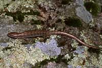 Arizona Alligator Lizard