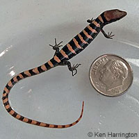 Arizona Alligator Lizard