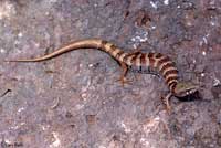 Arizona Alligator Lizard