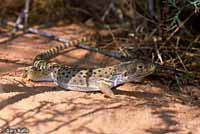 Long-nosed Leopard Lizard