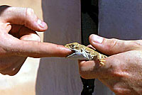 Long-nosed Leopard Lizard