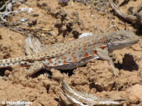 Long-nosed Leopard Lizard