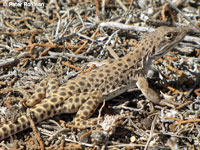 Long-nosed Leopard Lizard