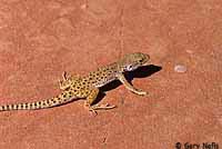 Long-nosed Leopard Lizard