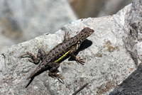 Sonoran Earless Lizard